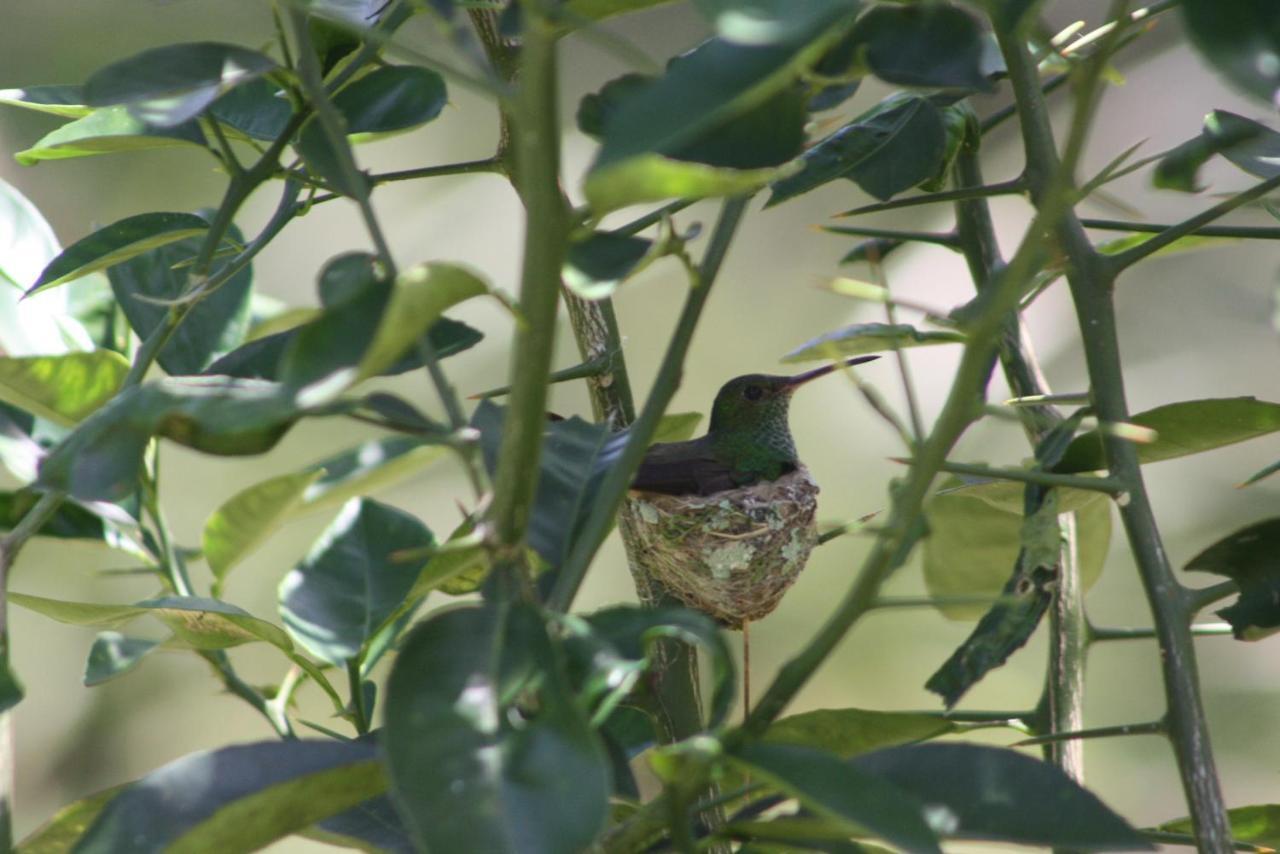 El Toucan Loco Floating Lodges Tierra Oscura Exterior foto